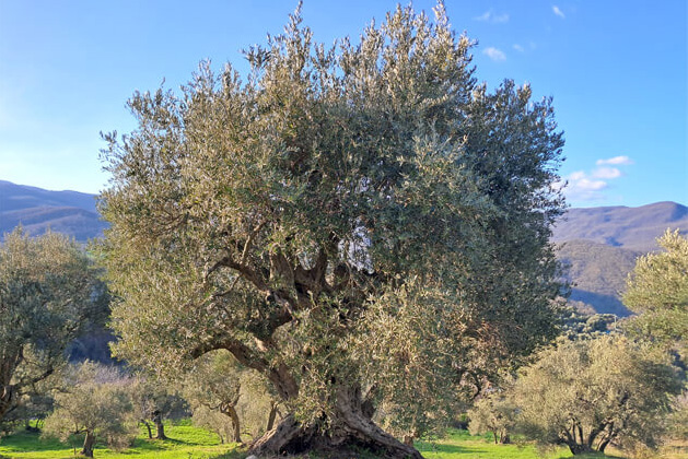 Angeli Olivenöl - Basilikata Bäume - Landschaften Angeli Olivenöl - Basilikata Bäume - Landschaften