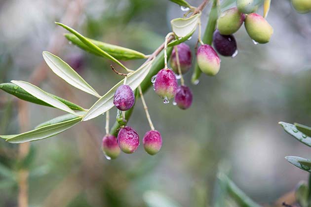 Angeli Olivenöl - Basilikata Bäume - Landschaften Angeli Olivenöl - Basilikata Bäume - Landschaften