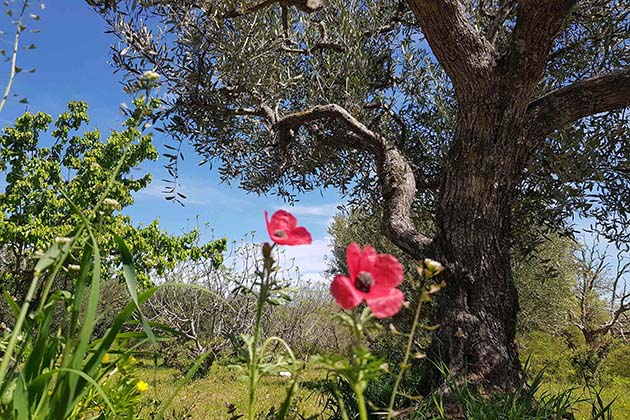 Angeli Olivenöl - Basilikata Bäume - Landschaften Angeli Olivenöl - Basilikata Bäume - Landschaften